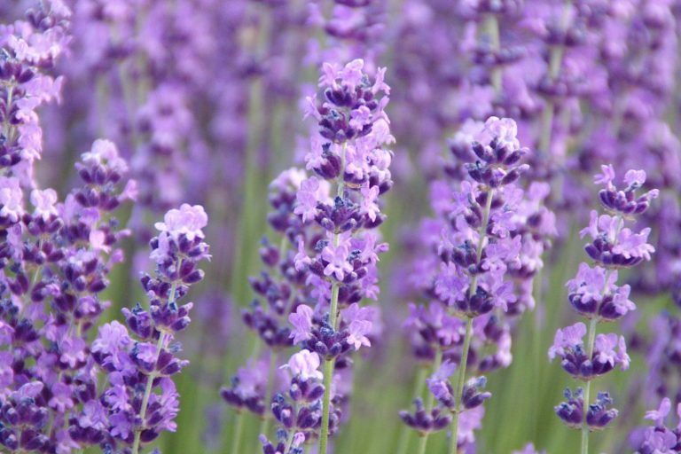 Vaj Lavender Kurativ – Hemani – Bli online thumbnail 2